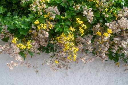 Bright yellow flowers and fluffy white dandelion-like seeds and green leaves of cape ivy on white wall background. Copy space for text at the bottom. Summer nature wallpaper. Climbing groundsel