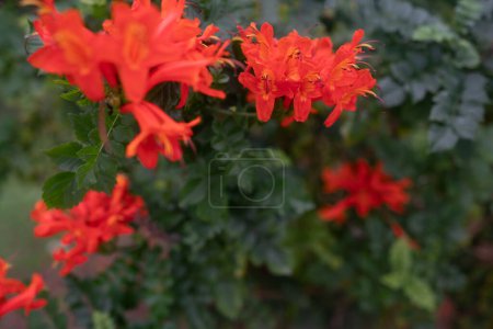Exotische Blüten des orangen Kaps Geißblatt Pflanze. Leuchtende Blüten auf grünem Laubgrund. Nahaufnahme von Tecoma capensis