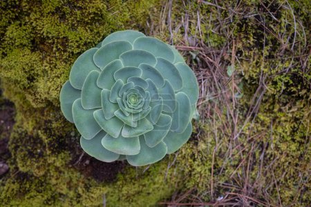 Nahaufnahme von Rose Crassula oder Aeonium aureum auf Teneriffa, Kanarische Inseln. Seltene Sukkulente auf Moos-Hintergrund. Symmetrische fleischige blaugrüne Blätter. Florale Mandala-Form. Exotische Flora