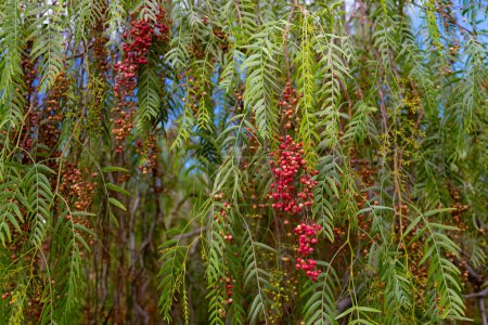 Red round fruit of peruvian peppertree on green leaves background. Harvest time for schinus molle or california peppetree. Food flavouring growing in the wild. nature wallpaper