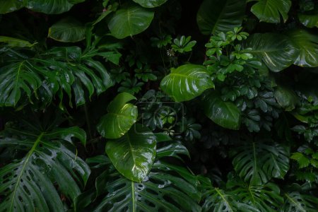 Tropical leaves background. Lush wet foliage of monstera deliciosa, golden pothos and schefflera in rain. Wild rainforest plants pattern. Exotic flora. Tropical summer nature wallpaper