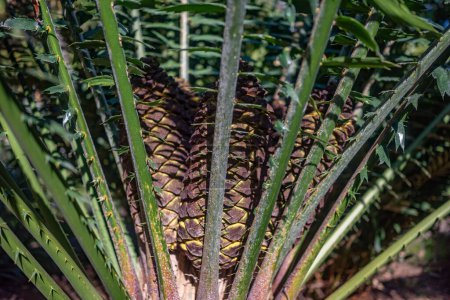 Malele or Kwango giant cycad fruit closeup - starch-filled cones. Dark photo of a harvesting tropical plant. Three pineapple-like fruits of Encephalartos laurentianus. Extremely rare endangered plant