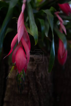 Pink flowers of Friendship-plant or Queens-tears. Unusual blossoms of Billbergia nutans closeup in dim evening light. Pink drops shape. Exotic nature in bloom