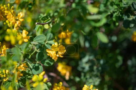 Mostly blurred closeup of yellow flowers of rambling cassia or moneybush. Yellow candlewood blossoms on green leaves background on a sunny day. Summer nature wallpaper. Senna bicapsularis