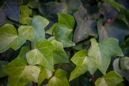 Canary Ivy green leaves background. Green foliage closeup. Summer nature background. Botanical photo from tenerife, Canary Islands, Spain. Hedera Canariensis