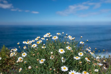 Principalement floue Canary Island Marguerite ou Dill Daisy fleurs jaunes et blanches sur ciel bleu avec nuages et fond marin. Pétales blanches et centre jaune. Lumineux fond d'écran nature été