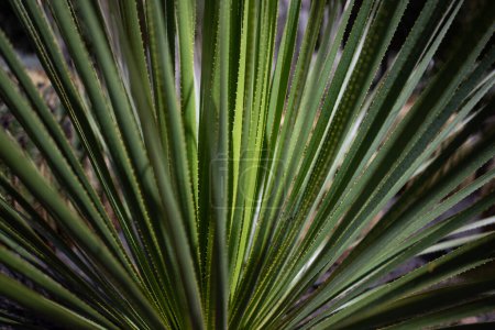 Meist verschwommene lange grüne Blätter mit Stacheln aus Sandpapier Sotol. Sommer Natur Tapete. Dasylirion serratifolium