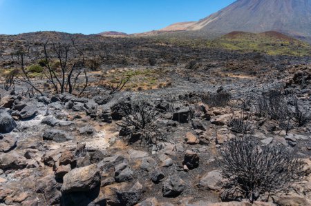 Nature after fire. Black burnt landscape of national park of Teide, Tenerife, Canary islands, Spain. Destroyed by wildfire shrubs and brunches. Volcanic rocks covered with ashes. Burnt branches