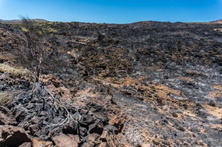 Nature after fire. Black burnt landscape of national park of Teide, Tenerife, Canary islands, Spain. Destroyed by wildfire shrubs and brunches. Volcanic rocks covered with ashes. Burnt branches