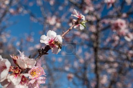 Almond flowers with a bee pollinating them. Pink almond blossom closeup on blue sky background on a sunny day. Spring nature wallpaper. Tenerife, Canary islands, Spain.