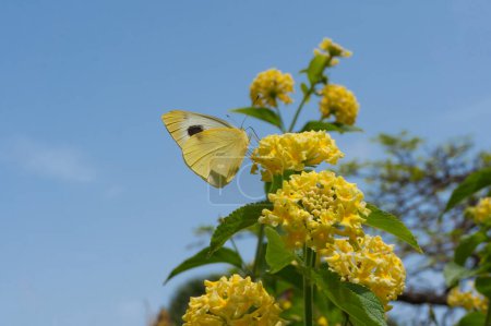 Papillon jaune sur fleurs jaunes sur fond bleu ciel et feuilles vertes. Fond d'écran nature été. Pieris rapae ou petit papillon blanc aux ailes jaunes sur des fleurs d'arbustes d'hamac