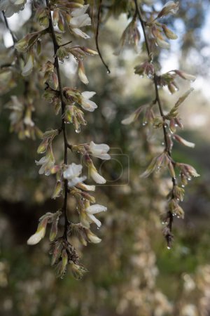 White flowers background under rain. White spanishbroom close-up with raindrops. Spring nature wallpaper. Morning dew on spring flowers. Tree flowering on rainy morning. Green leaves background