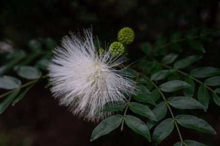Fluffy white flower on dark green leaves background. Powderpuff-tree blossom. Summer nature wallpaper. Close-up of an unusual tropical flower