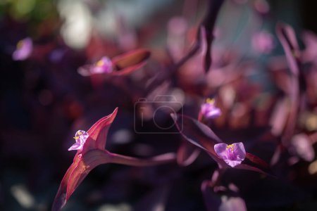 Blurred purple heart plant. Purple leaves background with pink flowers closeup on sunny day. Purple queen or tradescantia pallida ornamental blossoms and leaves background. Botanical wallpaper
