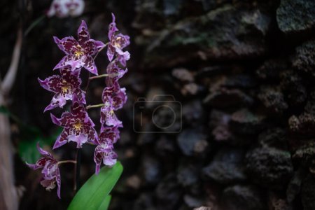 Purple and pink orchid flowers on dark rocks wall background. Unusual Wydlers dancing-lady orchid or oncidium altissimum with lilac-pink outline and purple spots. Tropical summer nature wallpaper