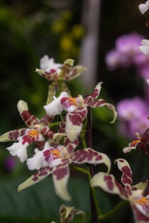 Red and white orchid flowers on leaves background. Unusual red orchids with white petals covered in purple spots. Wydlers dancing-lady orchid or oncidium altissimum. Tropical summer nature wallpaper