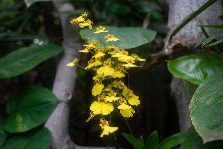 Yellow orchid flowers on tropical leaves background. Unusual yellow orchids growing between trees. Wydlers dancing-lady orchid or oncidium altissimum. Tropical summer nature wallpaper