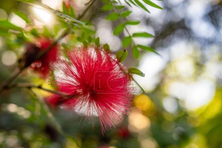 Flauschige rote Blüten aus rotem Puderpuder. Rote Ballblumen in Großaufnahme. Verwischte grüne Blätter Hintergrund mit Bokeh. Pompon de marin oder Surinam Puderpuff Tapete. Runde haarige Blüte der surinamesischen Kichererbse