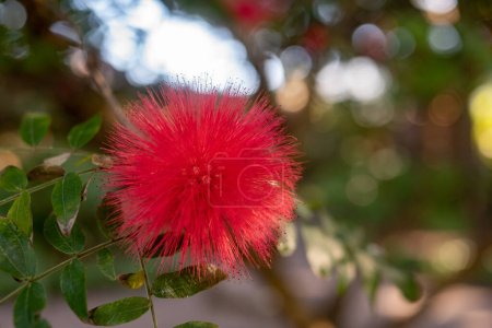Fluffy red flowers of red powder puff. Red ball flowers closeup. Blurred green leaves background with bokeh. Pompon de marin or surinam powderpuff wallpaper. Round hairy blossom of surinamese stickpea
