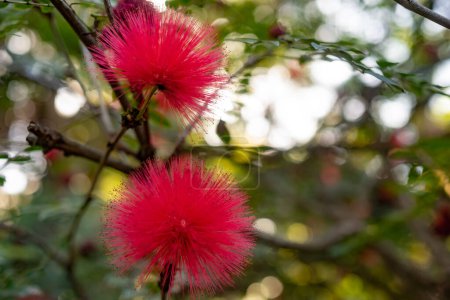 Fluffy red flowers of red powder puff. Red ball flowers closeup. Blurred green leaves background with bokeh. Pompon de marin or surinam powderpuff wallpaper. Round hairy blossom of surinamese stickpea