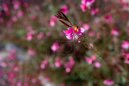 A bee pollinating tender pink flowers of Lindheimers beeblossom or Butterfly Gaura. Gaura lindheimeri in flowerbed. A bee on Gaura siskiyou pink variety. Summer nature wallpaper