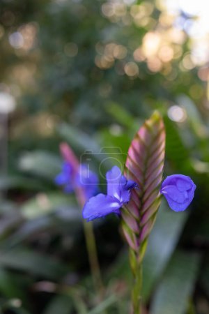 Nahaufnahme mit rosa, lila und blauen Blumen. Sommer Natur Tapete. Pinke Federkiel oder tillandsia guatemalensis. Meist unscharfes Foto