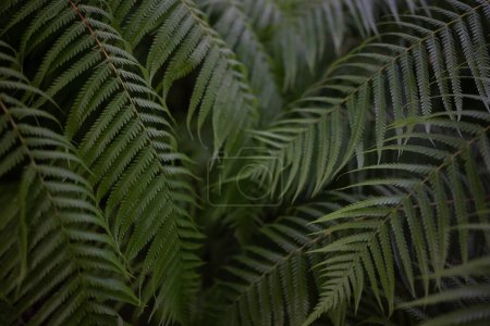 Fern leaves on dark background. Closeup of mexican tree fern lush foliage or Cibotiun schiedei. For website design, floral business card. Dark summer nature wallpaper. Green leaves backdrop