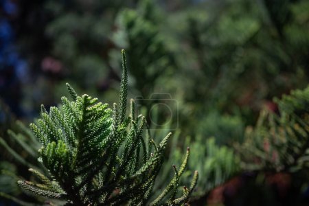 Grün hinterlässt Hintergrund. Nahaufnahme von nadelartigen Blättern der Araucaria columnaris oder Cook-Kiefer, die in Indien als Weihnachtsbaum bezeichnet wird. Ungewöhnliche Äste von Korallenriff-Araukarien auf blauem Himmel Hintergrund