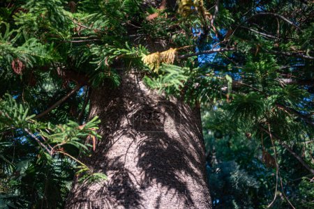 Grüne Blätter und Rindenhintergrund. Nahaufnahme von Araucaria columnaris oder Cook Pine, die in Indien als Weihnachtsbaum bezeichnet wird. Ungewöhnliche Äste von Korallenriff-Araukarien und der Baumstamm in der Mitte