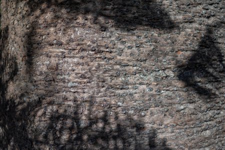 Rindenhintergrund mit Schatten von Blättern der Araucaria columnaris oder Cook-Kiefer, die in Indien Weihnachtsbaum genannt wird. Silhouette ungewöhnlicher Äste von Korallenriff-Araukarien und die Baumstammkulisse