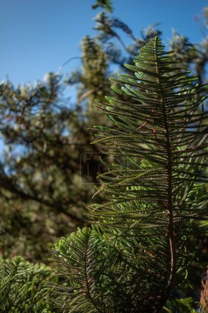 Grün hinterlässt Hintergrund. Nahaufnahme von nadelartigen Blättern der Araucaria columnaris oder Cook-Kiefer, die in Indien als Weihnachtsbaum bezeichnet wird. Ungewöhnliche Äste von Korallenriff-Araukarien auf blauem Himmel Hintergrund