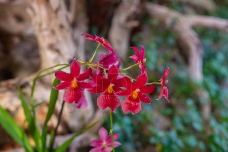 Red orchid flowers on dark green leaves background. Unusual small red orchids with yellow middle named cattleya wittigiana. Tropical summer nature wallpaper