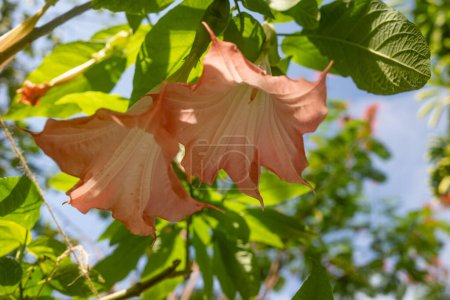 Orange flowers of angels trumpet on blurred green leaves and blue sky background. View from down up. Exotic summer nature wallpaper. Brugmansia suaveolens. Sunlit peach flowers