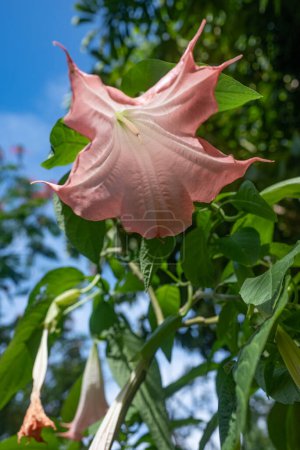 Orange flowers of angels trumpet on blurred green leaves and blue sky background. View from down up. Exotic summer nature wallpaper. Brugmansia suaveolens. Sunlit peach flowers