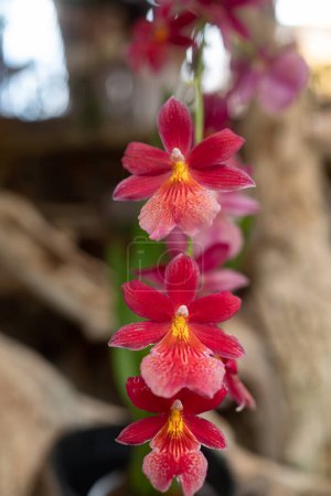 Red orchid flowers on dark green leaves background. Unusual small red orchids with yellow middle named cattleya wittigiana. Tropical summer nature wallpaper
