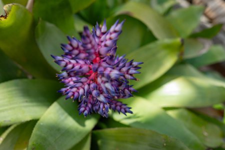 Unusual colorful blue, purple, white and pink flower closeup of Aechmea fendleri or Fendlers bromeliad. Green leaves background. Exotic indoor plant growing in the wild, Summer nature wallpaper