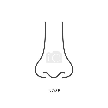 Téléchargez les illustrations : Outline style health care ui icons collection. Vector black linear illustration. Sensory organ. Nose anatomy front view symbol isolated on white background. Design element for healthcare infographic - en licence libre de droit