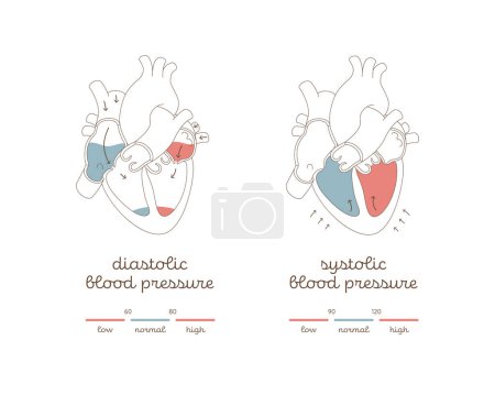 Téléchargez les illustrations : Blood pressure infographic. Vector flat modern illustration. Health care hypertension chart. Heart organ with blood flow and zone of low, normal, high level pressure. Design for healthcare, cardiology - en licence libre de droit