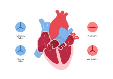 Illustration for Heart anatomy infographic chart. Vector color flat illustration. Inner organ cross section with blood cerculation and valve anatomical diagram. Design for healthcare, cardiology, education. - Royalty Free Image