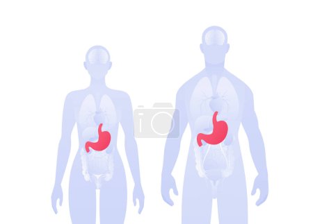 Infografía de órganos internos humanos. Ilustración sanitaria plana vectorial. Silueta masculina y femenina. Estómago rojo y símbolo del sistema digestivo. Diseño para atención de la salud, educación, ciencia, gastroenterología