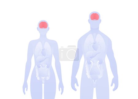 Ilustración de Infografía de órganos internos humanos. Ilustración sanitaria plana vectorial. Silueta masculina y femenina. Cerebro rojo y símbolo del sistema nervioso. Diseño para el cuidado de la salud, educación, ciencia, neurología - Imagen libre de derechos