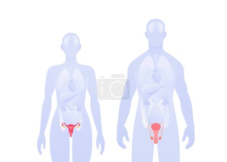 Téléchargez les illustrations : Human inner organ infographic. Vector flat healthcare illustration. Male and female silhouette. Red penis, vagina and reproduction system symbol. Design for health care, education, science, gynecology - en licence libre de droit