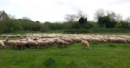 Sheep pasturing in the field, Ireland 