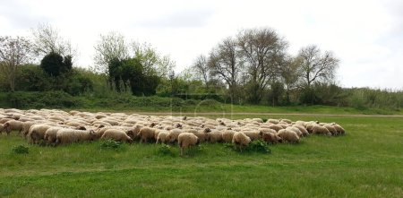 Sheep pasturing in the field, Ireland 