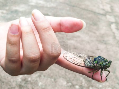 Téléchargez les photos : Insecte volant sur un doigt - en image libre de droit