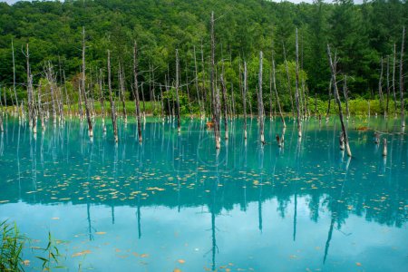 Foto de Estanque azul de Shirogane, se cree que el color es el resultado del hidróxido de aluminio coloidal en el agua, Biei, subprefectura de Kamikawa, Hokkaido, Japón - Imagen libre de derechos