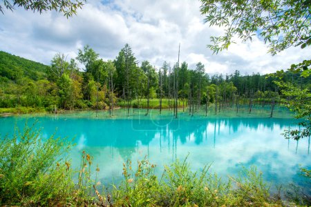 Shirogane blue pond, colour is thought to result from colloidal aluminium hydroxide in the water, Biei, Kamikawa Subprefecture, Hokkaido, Japan
