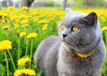 A gray fluffy purebred Scottish Straight cat in a yellow collar against fleas and ticks walks in the garden among blooming yellow dandelions in spring in April and enjoys the warmth.