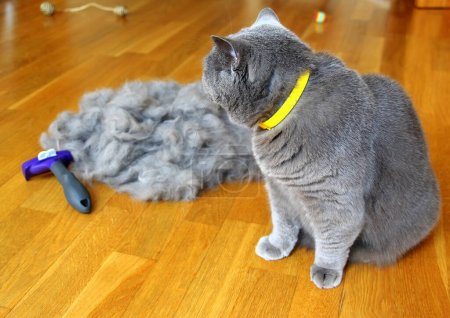 Combing fluffy cats. Caring for for pet hair at the beginning of a hot summer. A molt of cats. Removing loose undercoat with a furminator.