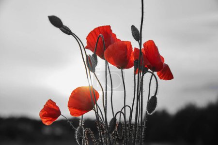 Photo for Red poppies flowers field for Remembrance day - Royalty Free Image